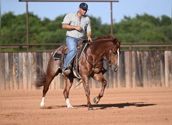 American Quarter Horse, Wallach, 3 Jahre, Rotfuchs