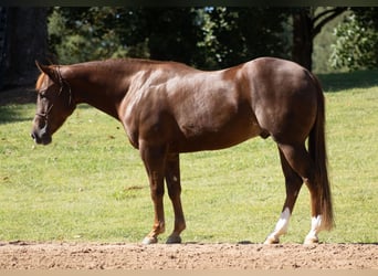 American Quarter Horse, Wallach, 3 Jahre, Rotfuchs