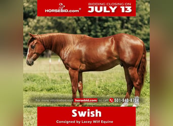 American Quarter Horse, Wallach, 3 Jahre, Rotfuchs