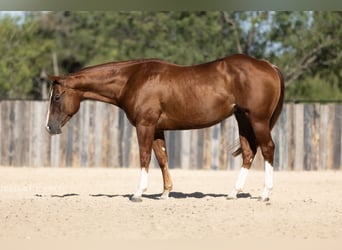 American Quarter Horse, Wallach, 3 Jahre, Rotfuchs