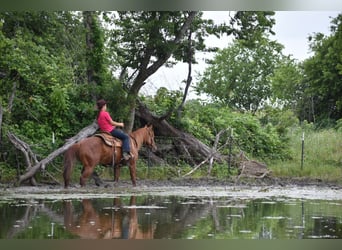 American Quarter Horse, Wallach, 3 Jahre, Rotfuchs