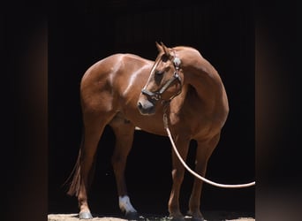 American Quarter Horse, Wallach, 3 Jahre, Rotfuchs