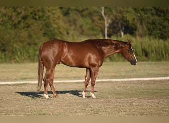 American Quarter Horse, Wallach, 3 Jahre, Rotfuchs