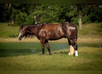 American Quarter Horse, Wallach, 3 Jahre, Schimmel