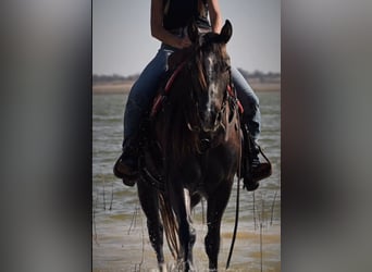 American Quarter Horse, Wallach, 3 Jahre, Schimmel