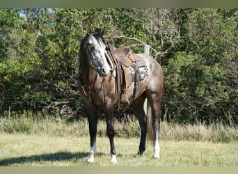 American Quarter Horse, Wallach, 3 Jahre, Schimmel