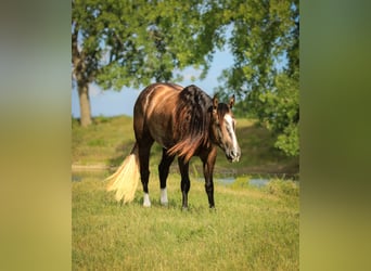American Quarter Horse, Wallach, 3 Jahre, Schimmel