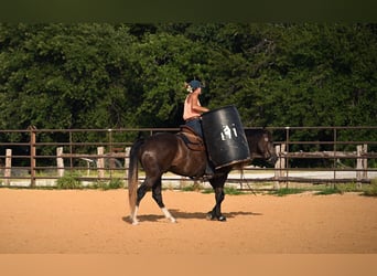 American Quarter Horse, Wallach, 3 Jahre, Schimmel
