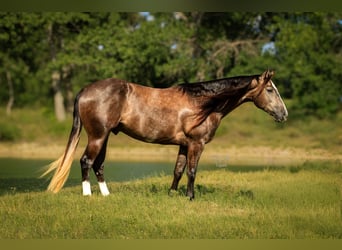 American Quarter Horse, Wallach, 3 Jahre, Schimmel