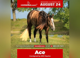 American Quarter Horse, Wallach, 3 Jahre, Schimmel