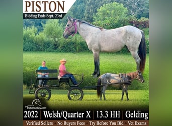 American Quarter Horse Mix, Wallach, 4 Jahre, 140 cm, Roan-Bay