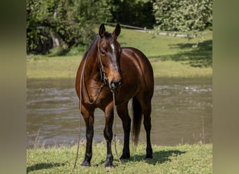 American Quarter Horse, Wallach, 4 Jahre, 140 cm, Rotbrauner