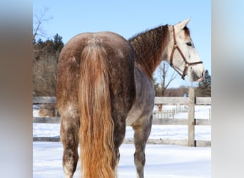American Quarter Horse, Wallach, 4 Jahre, 142 cm, Apfelschimmel