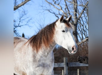 American Quarter Horse, Wallach, 4 Jahre, 142 cm, Apfelschimmel