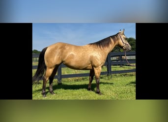 American Quarter Horse, Wallach, 4 Jahre, 142 cm, Buckskin