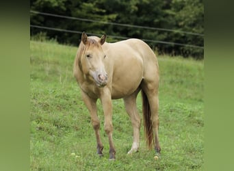 American Quarter Horse, Wallach, 4 Jahre, 142 cm, Champagne