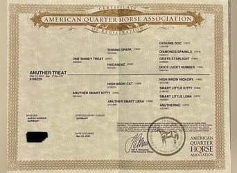 American Quarter Horse, Wallach, 4 Jahre, 142 cm