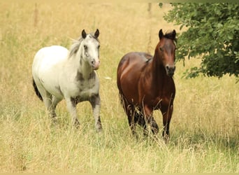 American Quarter Horse, Wallach, 4 Jahre, 142 cm