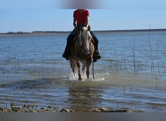 American Quarter Horse, Wallach, 4 Jahre, 142 cm, Palomino