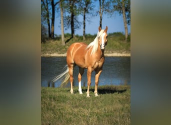 American Quarter Horse, Wallach, 4 Jahre, 142 cm, Palomino