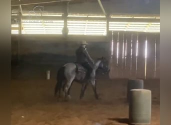 American Quarter Horse, Wallach, 4 Jahre, 142 cm