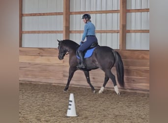 American Quarter Horse, Wallach, 4 Jahre, 142 cm, Rappe