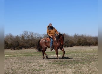 American Quarter Horse, Wallach, 4 Jahre, 142 cm, Roan-Bay