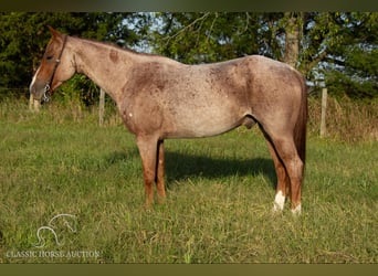 American Quarter Horse, Wallach, 4 Jahre, 142 cm, Roan-Red