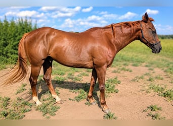 American Quarter Horse, Wallach, 4 Jahre, 142 cm, Rotfuchs