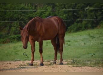 American Quarter Horse, Wallach, 4 Jahre, 142 cm, Rotfuchs