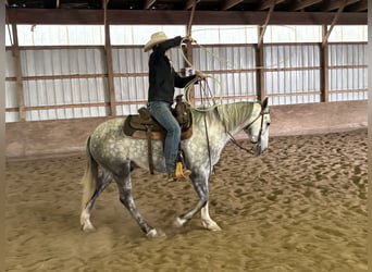 American Quarter Horse, Wallach, 4 Jahre, 142 cm, Schimmel