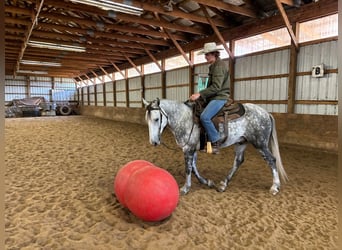American Quarter Horse, Wallach, 4 Jahre, 142 cm, Schimmel