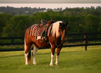 American Quarter Horse, Wallach, 4 Jahre, 142 cm, Tobiano-alle-Farben