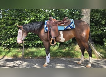 American Quarter Horse, Wallach, 4 Jahre, 143 cm, Dunkelbrauner