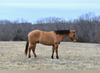 American Quarter Horse, Wallach, 4 Jahre, 145 cm, Falbe