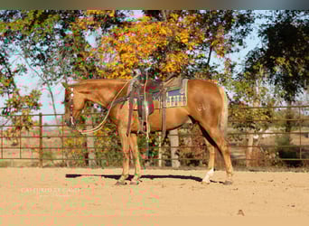 American Quarter Horse, Wallach, 4 Jahre, 145 cm, Palomino