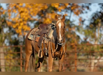 American Quarter Horse, Wallach, 4 Jahre, 145 cm, Palomino