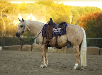 American Quarter Horse, Wallach, 4 Jahre, 145 cm, Palomino