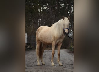 American Quarter Horse Mix, Wallach, 4 Jahre, 145 cm, Palomino