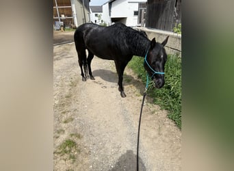 American Quarter Horse, Wallach, 4 Jahre, 145 cm, Rappe
