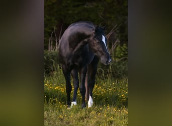American Quarter Horse, Wallach, 4 Jahre, 145 cm, Rappe