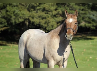 American Quarter Horse, Wallach, 4 Jahre, 145 cm, Roan-Red