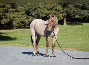 American Quarter Horse, Wallach, 4 Jahre, 145 cm, Roan-Red