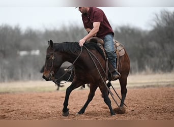 American Quarter Horse, Wallach, 4 Jahre, 145 cm, Rotbrauner