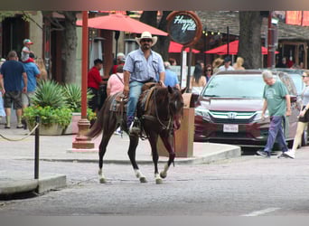 American Quarter Horse, Wallach, 4 Jahre, 145 cm, Rotbrauner