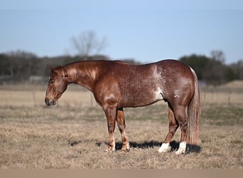 American Quarter Horse, Wallach, 4 Jahre, 145 cm, Rotfuchs