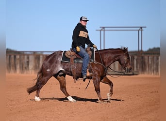 American Quarter Horse, Wallach, 4 Jahre, 145 cm, Rotfuchs