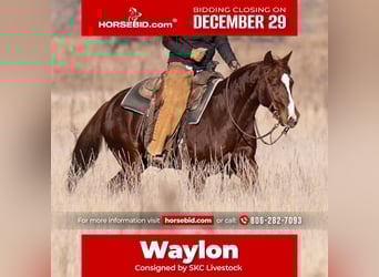 American Quarter Horse, Wallach, 4 Jahre, 145 cm, Rotfuchs