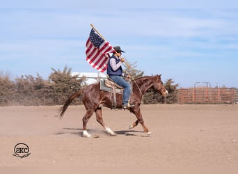 American Quarter Horse, Wallach, 4 Jahre, 145 cm, Rotfuchs