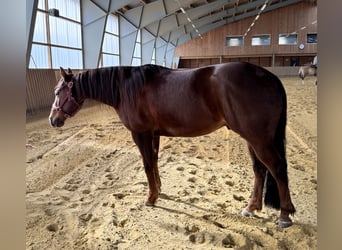 American Quarter Horse, Wallach, 4 Jahre, 146 cm, Dunkelfuchs